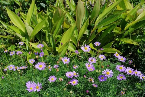 Photo of flowers and plants