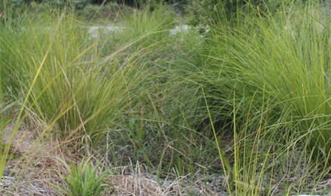 Grasses-and-reeds.jpg
