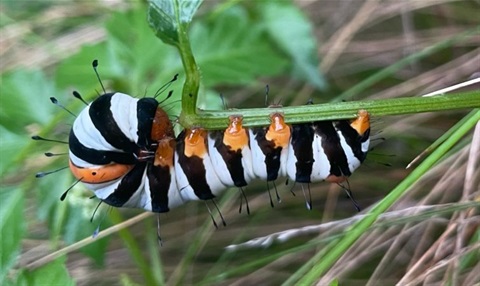 Moth caterpillar