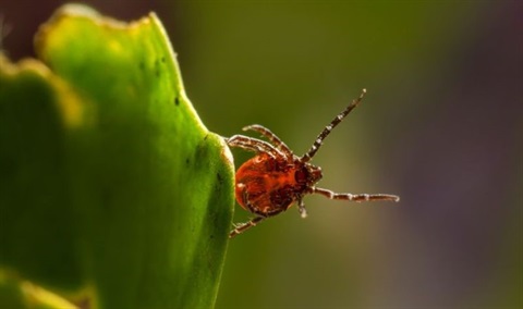 Tick on leaf