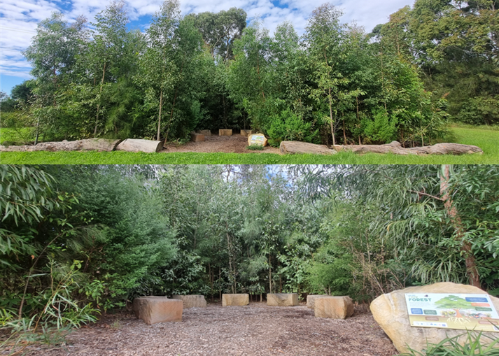 Photos of Teralba Tiny Forest