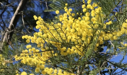 Wattle in flower